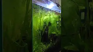 capek banget tanaman rimbun padahal gak pake CO2 😩 #aquascape #aquatic #aquarium