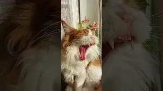 What does the cat want?