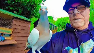What I feed my Pet Pigeons..