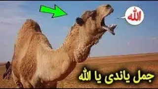 سبحان الله جمل ينادي الله امام الاف المسلمين !!