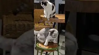 Cat Cafe in Hong Kong | #shorts