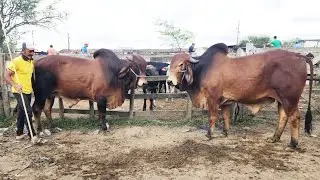 GADO DE LUXO SÓ EM CACHOEIRINHA-PE  29-08-2024 #nordeste.