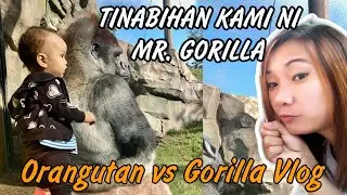 ORANGUTANS AND GORILLAS in COMO ZOO, MINNESOTA || ANIMAL  VLOG