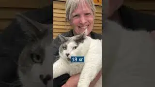 Самый толстый кот в мире теперь на диете