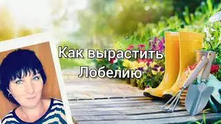 Как вырастить лобелию