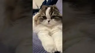 ДОВЕРИЕ