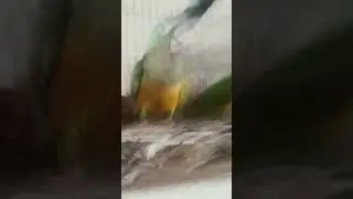 pássaro 🦜  tuf tuf pof pof vapo