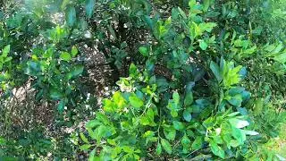 ANO ANG NAGING RESULTA MATAPOS NATING MASABUGAN NG PATABA ANG ATING KALAMANSI l AUGUSTO FAJARDO