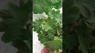 Хотите получить круглую розетку пеларгории на балконе.Поворачивайте постоянно ее к свету.