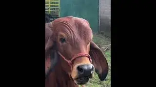 the cow