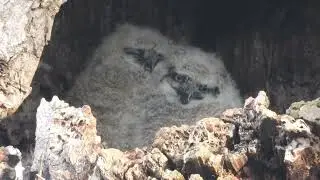 The Owl Queen