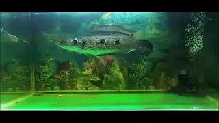 Channa pleurophthalma