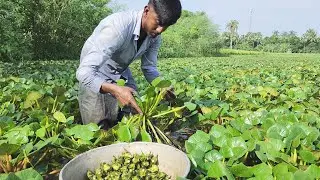 Most Unseen Water Chestnuts of Bangladesh | Unique Water Fruit Farming of Bangladesh