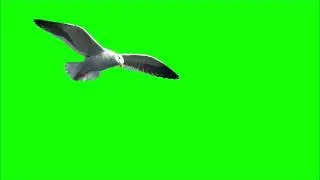 Bird Flying Green screen video
