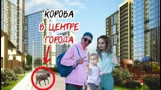Корова в центре города . Есиль Молодая семья