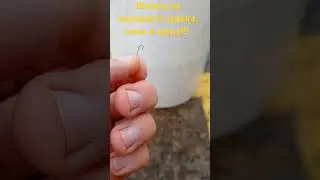 Живец на хорошего судака, сома и щуку!!!