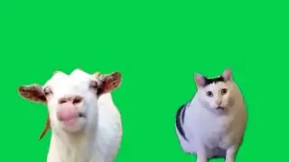 Goat Talking Gibberish to Cat Huh Meme Green Screen EXE [Chroma Key]