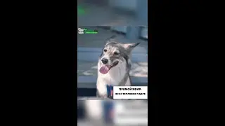 Прямой эфир: тепловой удар у собак