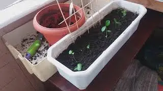 🌱🌵ГЕНЕРАЛЬНА РОТАЦІЯ МОЙОГО ДОМАШНЬОГО ВАЗОННОГО ГОСПОДАРСТВА .. А ЗВІДКИ ВЗЯВСЯ 🍋ЛИМОН ?