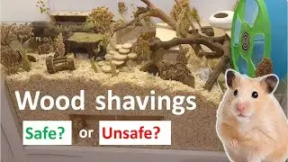 Are Wood Shavings Safe for Hamsters? Softwood?