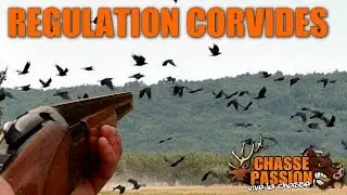 Chasse en régulation aux corvides - Épisode 1