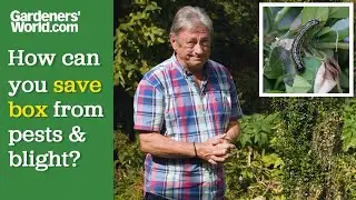 Can box be saved from BOX CATERPILLARS and BOX BLIGHT? Alan Titchmarsh on saving Buxus sempervirens