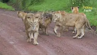 Top 10 most dangerous animals