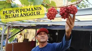 Ramuan Pupuk Pembuahan Anggur. Belum Matang sempurna, Rasa Sudah Manis. Anggur Bogema