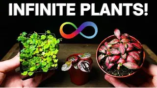 Terrarium Plant Propagation - The EASY Way!