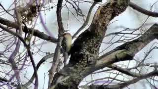 New Jersey Birds, November 2011, in HD