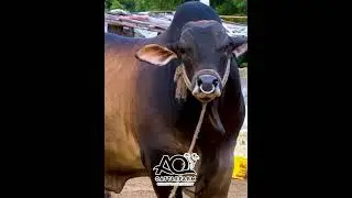 Mujhe Dar Lag Raha Hai Aap Se | Volcano of AQ Cattle Farm