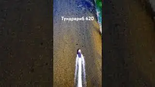 tundrarib