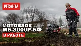 Мотоблок Ресанта МБ-8000P-БФ в работе
