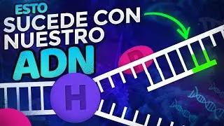 Replicación del ADN: La copia de la molécula de la vida | El profesor Dave lo Explica
