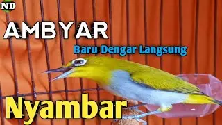 Suara Burung Pleci Betina Jos Mantap Buat Pancingan, Dengar Sekali Pleci Jantan Langsung Emosi