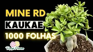 Mine Desert Rose kaukae 1000 sheets