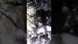 Вот это Охота с подхода такого вы ещё не видели. Зима 2018.
