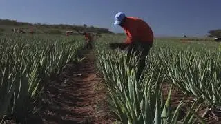 Как выращивают Алоэ Вера