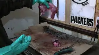 HAVE YOU EVER SEEN A SQUIRREL RUN NAKED