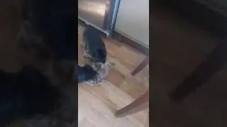 Йорки