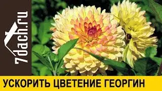 🏵️ Как ускорить цветение георгин - 7 дач