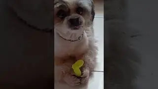 MOONSHINE OUR BABY #furbaby #dog #pet #doglover #dogshorts #shorts #short #shortsvideo #shortvideo