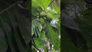Breadfruits on tree #fruit #vegetable #plants