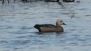 Свиязь утка