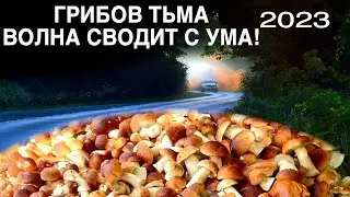БЕЛЫЕ ГРИБЫ РАСТУТ ВЕЗДЕ И ПРЫГАЮТ САМИ В КОРЗИНЫ/2023