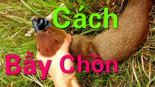 Hướng dẫn bẫy chồn đèn ăn gà,cách tìm chồn chọn bãi,kích loa và bố trí bẫy