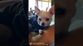 Маленькое счастье