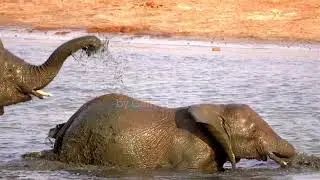 I LOVE ELEPHANT🐘🐘