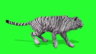 Tiger Green Screen || VFX effect