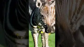✨ Cute zebra zoomies incoming! ✨  
